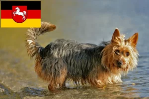 Read more about the article Criadores de Australian Terrier e cachorros na Baixa Saxónia