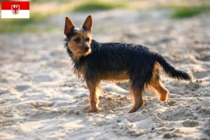 Read more about the article Criadores de Australian Terrier e cachorros em Brandenburg