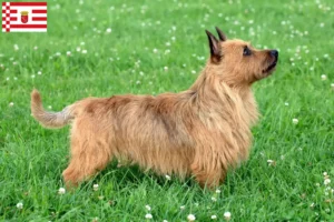 Read more about the article Criadores de Australian Terrier e cachorros em Bremen