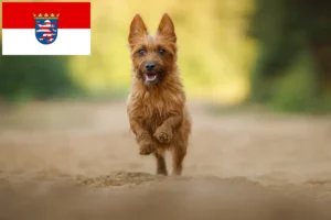 Read more about the article Criadores de Australian Terrier e cachorros em Hessen