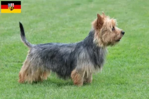 Read more about the article Criadores de Australian Terrier e cachorros em Saarland