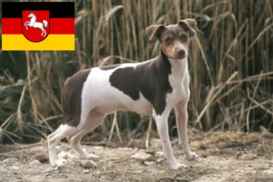 Read more about the article Criadores de Terrier brasileiro e cachorros na Baixa Saxónia