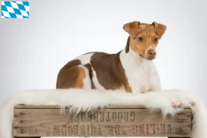 Read more about the article Criadores de Terrier brasileiro e cachorros na Baviera