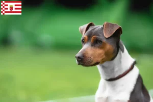 Read more about the article Criador de Terrier brasileiro e cachorros em Bremen