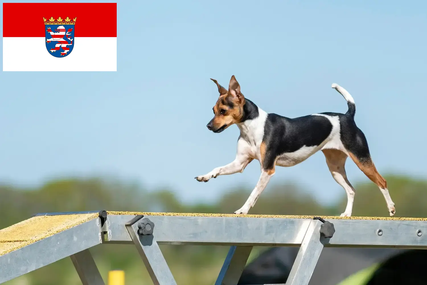 Read more about the article Criadores de Terrier brasileiro e cachorros em Hessen