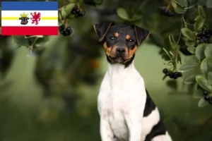 Read more about the article Criadores de Terrier brasileiro e cachorros em Mecklenburg-Vorpommern