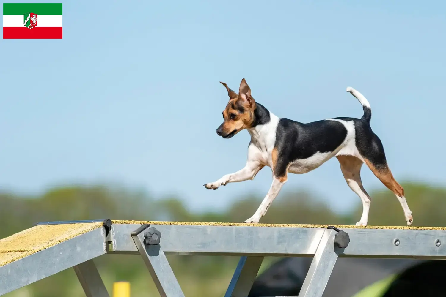 Read more about the article Criadores de Terrier brasileiro e cachorros em Renânia do Norte-Vestefália