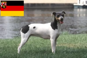 Read more about the article Criadores de Terrier brasileiro e cachorros em Renânia-Palatinado