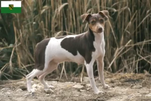 Read more about the article Criadores de Terrier brasileiro e cachorros em Saxónia