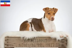 Read more about the article Criadores de Terrier brasileiro e cachorros em Schleswig-Holstein