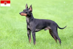 Read more about the article Criadores de Toy Terrier inglês e cachorros em Brandenburg