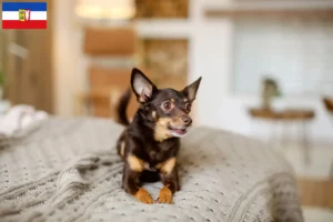 Read more about the article Criadores de Toy Terrier inglês e cachorros em Schleswig-Holstein