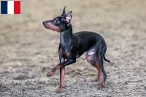 Read more about the article Criadores de Toy Terrier inglês e cachorros em França