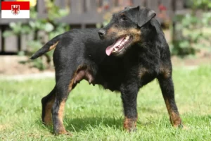 Read more about the article Criadores de Terrier de caça alemão e cachorros em Brandenburg