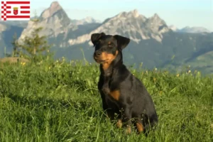 Read more about the article Criador de terrier de caça alemão e cachorros em Bremen