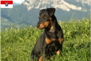 Read more about the article Criadores de Terrier de caça alemão e cachorros em Hessen