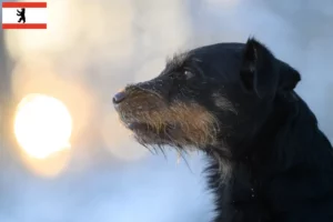 Read more about the article Criador de Terrier de caça alemão e cachorros em Berlim