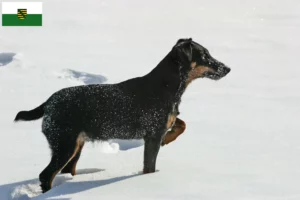 Read more about the article Criadores de Terrier de caça alemão e cachorros em Saxónia