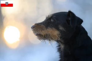 Read more about the article Criadores de Terrier de caça alemão e cachorros em Turíngia