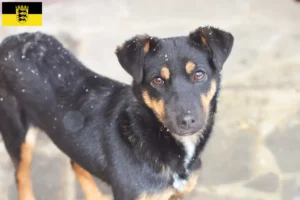 Read more about the article Criadores de Terrier de caça alemão e cachorros em Baden-Württemberg