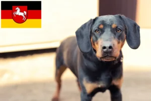 Read more about the article Criadores de Terrier de caça alemão e cachorros na Baixa Saxónia