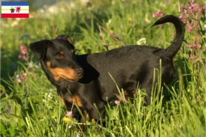 Read more about the article Criadores de Terrier de caça alemão e cachorros em Mecklenburg-Vorpommern