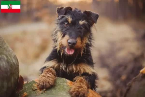 Read more about the article Criadores de Terrier de caça alemão e cachorros na Renânia do Norte-Vestefália