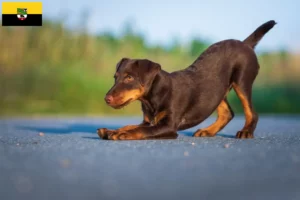 Read more about the article Criadores de Terrier de caça alemão e cachorros em Saxónia-Anhalt