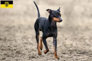 Read more about the article Criadores de Toy Terrier inglês e cachorros em Baden-Württemberg