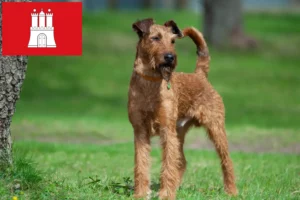 Read more about the article Criadores de Irish Terrier e cachorros em Hamburgo