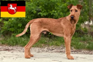 Read more about the article Criadores de Irish Terrier e cachorros na Baixa Saxónia