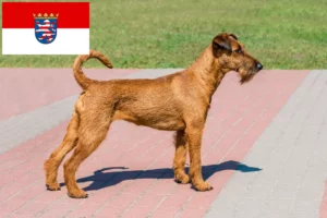 Read more about the article Criadores de Irish Terrier e cachorros em Hessen