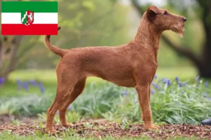 Read more about the article Criadores de Irish Terrier e cachorros na Renânia do Norte-Vestefália