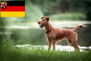 Read more about the article Criadores de Irish Terrier e cachorros em Renânia-Palatinado