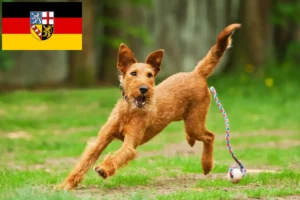 Read more about the article Criadores de Irish Terrier e cachorros em Saarland