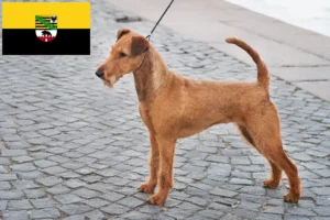 Read more about the article Criadores de Irish Terrier e cachorros em Saxónia-Anhalt