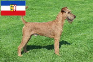 Read more about the article Criadores de Irish Terrier e cachorros em Schleswig-Holstein