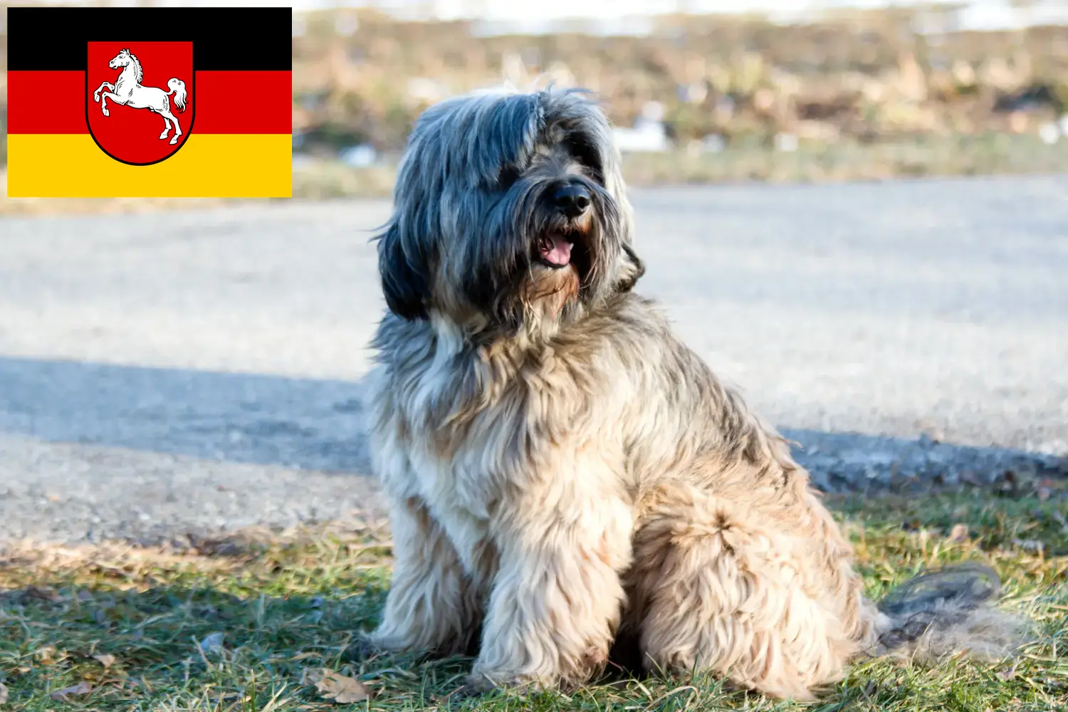 Read more about the article Criadores de Terrier tibetano e cachorros na Baixa Saxónia