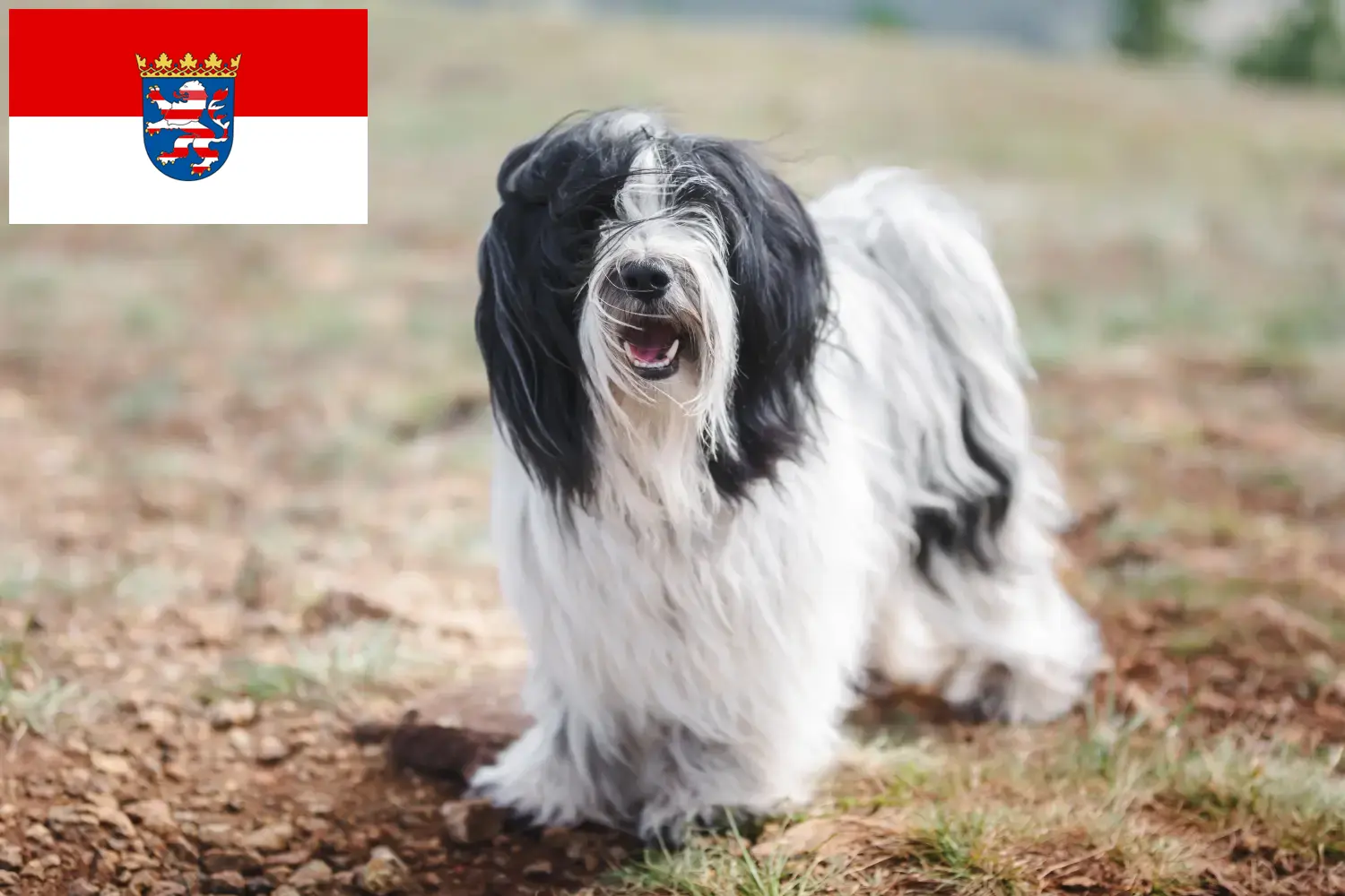 Read more about the article Criadores de Terrier Tibetano e cachorros em Hessen