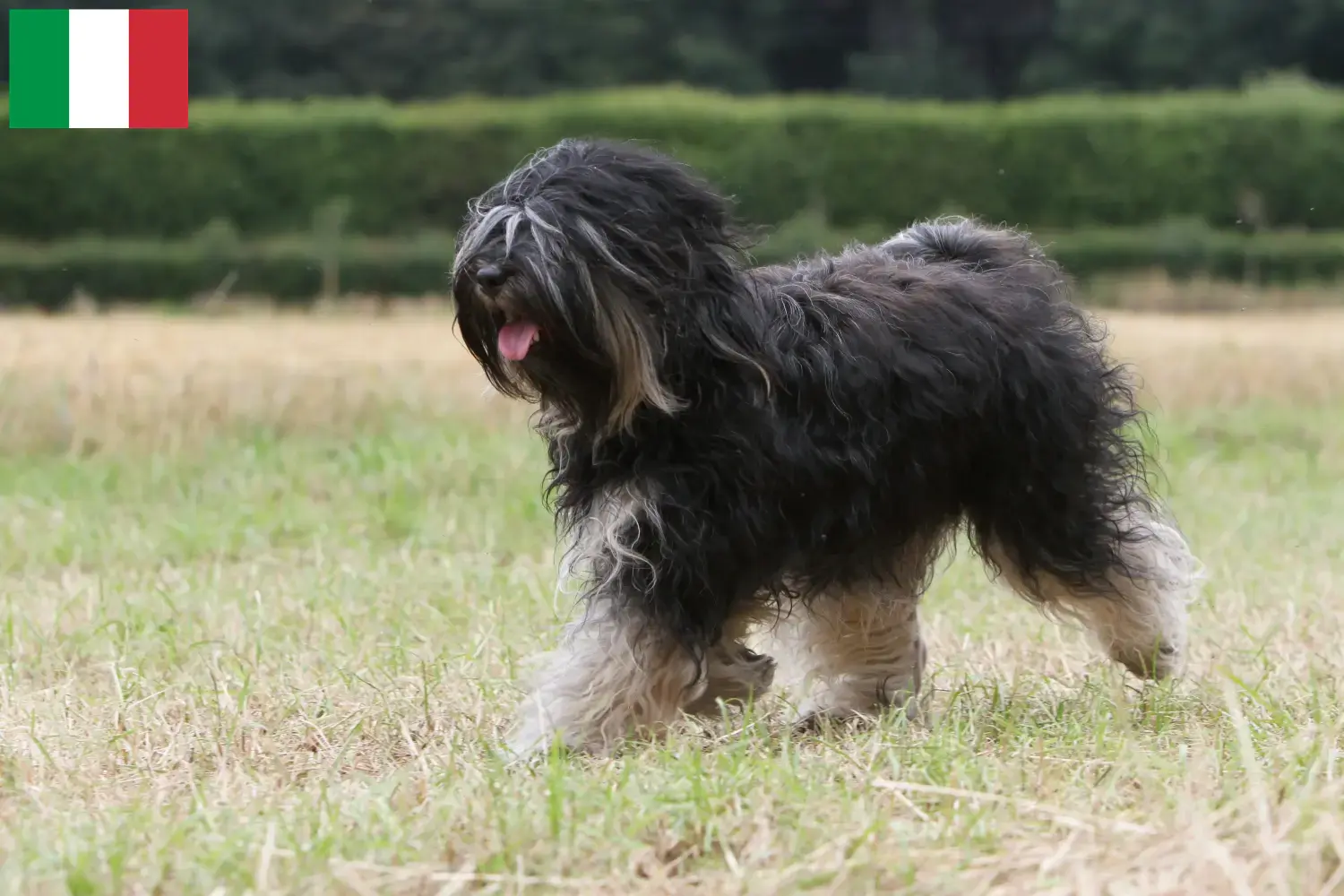 Read more about the article Criadores de Terrier tibetano e cachorros em Itália