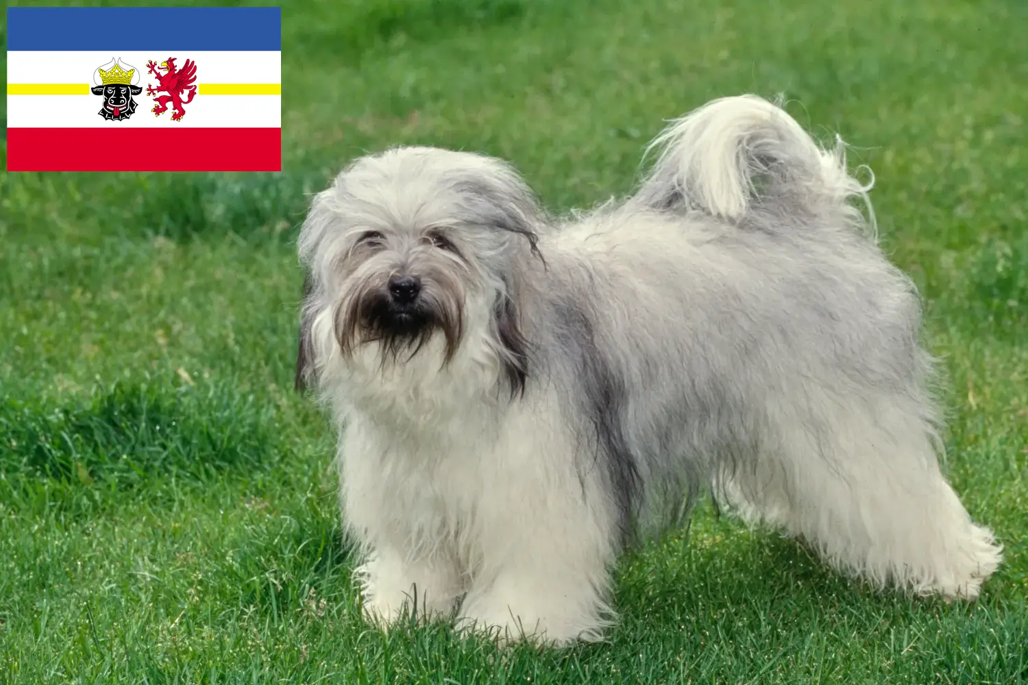 Read more about the article Criadores de Terrier tibetano e cachorros em Mecklenburg-Vorpommern