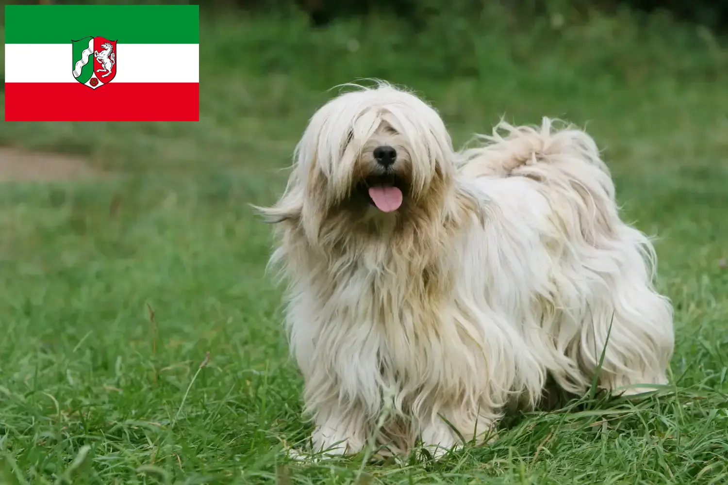 Read more about the article Criadores de Terrier tibetano e cachorros em Renânia do Norte-Vestefália