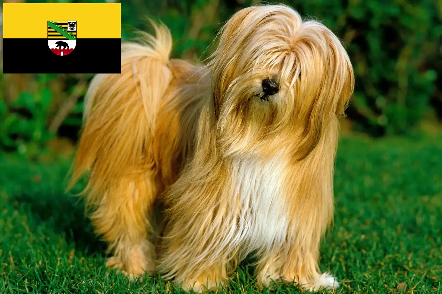 Read more about the article Criadores de Terrier tibetano e cachorros em Saxónia-Anhalt