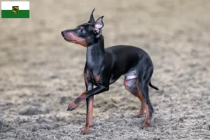 Read more about the article Criadores de Toy Terrier inglês e cachorros em Saxónia