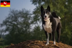 Read more about the article Urso da Carélia Criador de cães e cachorros na Baixa Saxónia