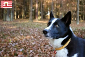 Read more about the article Criador de Karelian Bear Dog e cachorros em Bremen