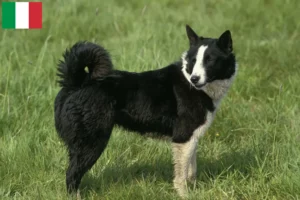 Read more about the article Criadores de cães ursos da Carélia e cachorros em Itália