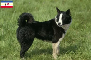 Read more about the article Criadores de cães ursos da Carélia e cachorros em Mecklenburg-Vorpommern