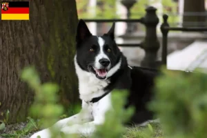 Read more about the article Criadores de cães ursos da Carélia e cachorros em Renânia-Palatinado