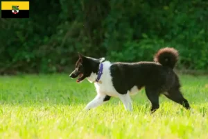 Read more about the article Criadores de cães e cachorros da raça Karelian Bear em Saxónia-Anhalt